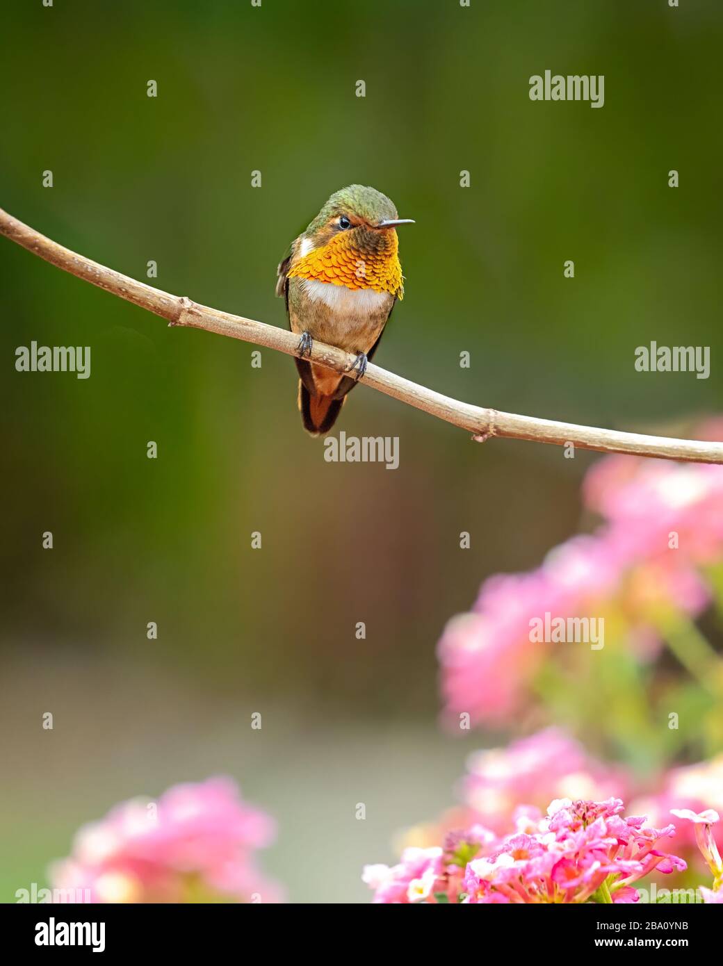 Einer der kleinsten Kolibris, der Szintillant Kolibris (Selasphorus scintilla), ist nur in Teilen von Costa Rica und Panama zu finden. Stockfoto