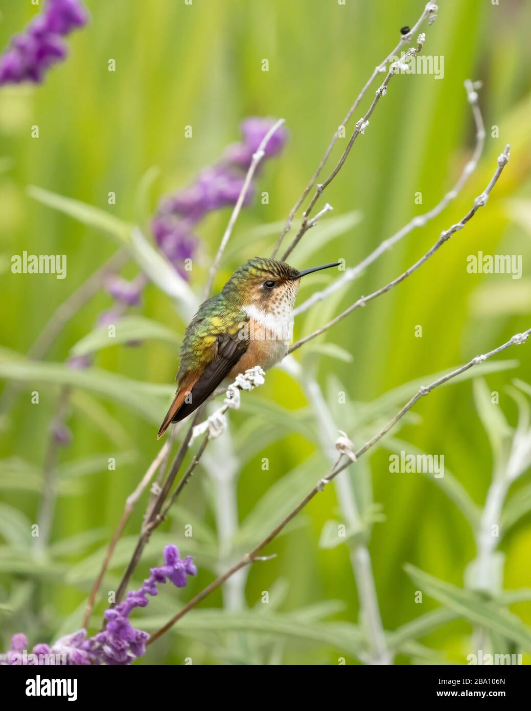 Einer der kleinsten Kolibris, der Szintillant Kolibris (Selasphorus scintilla), ist nur in Teilen von Costa Rica und Panama zu finden. Stockfoto