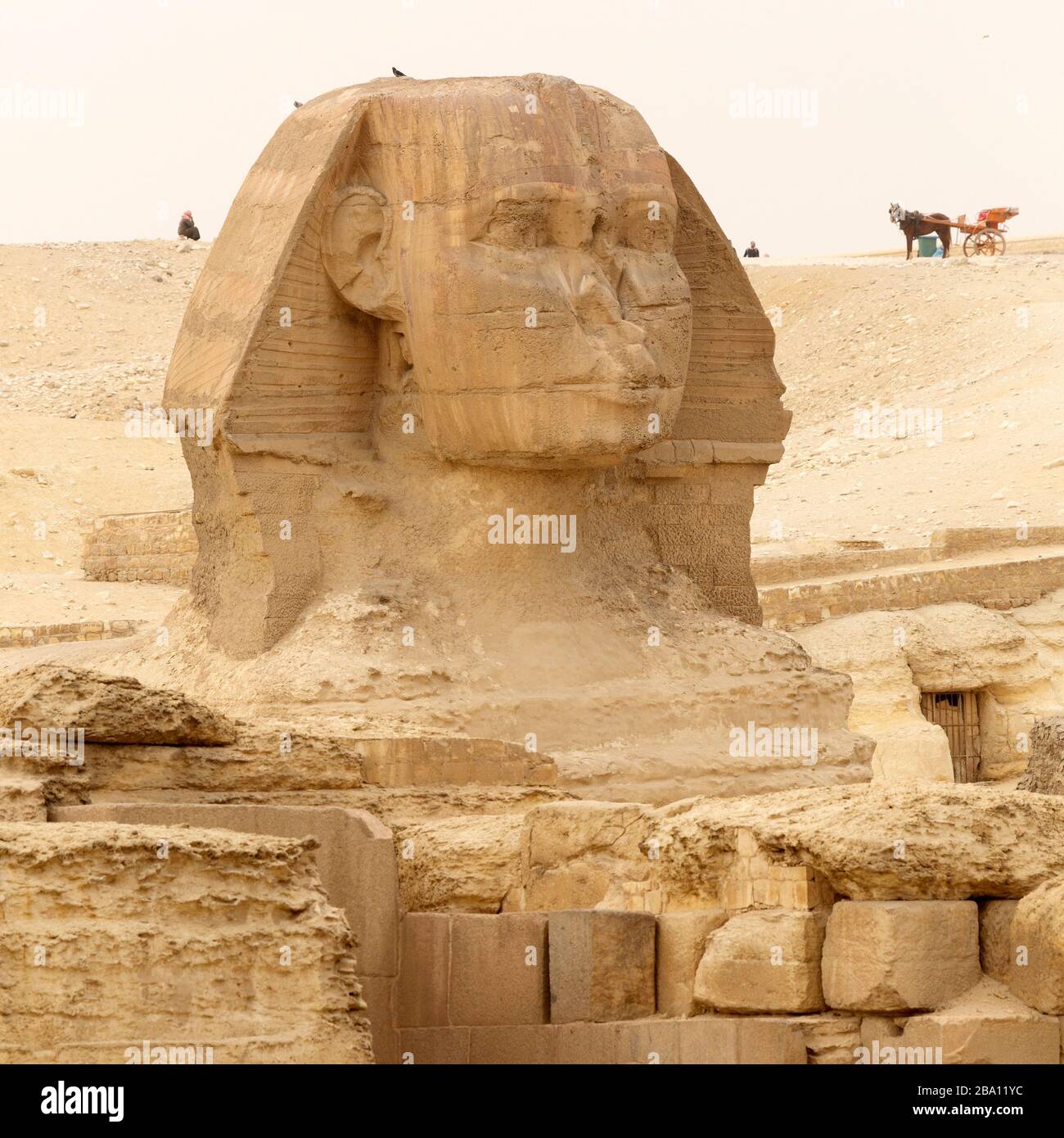 Blick auf die große Sphinx von Gizeh, von der großen Pyramide von Khufu, auf dem Giza-Plateau in Kairo, Ägypten. Pferdewagen stehen hinter dem Symbol/ Stockfoto