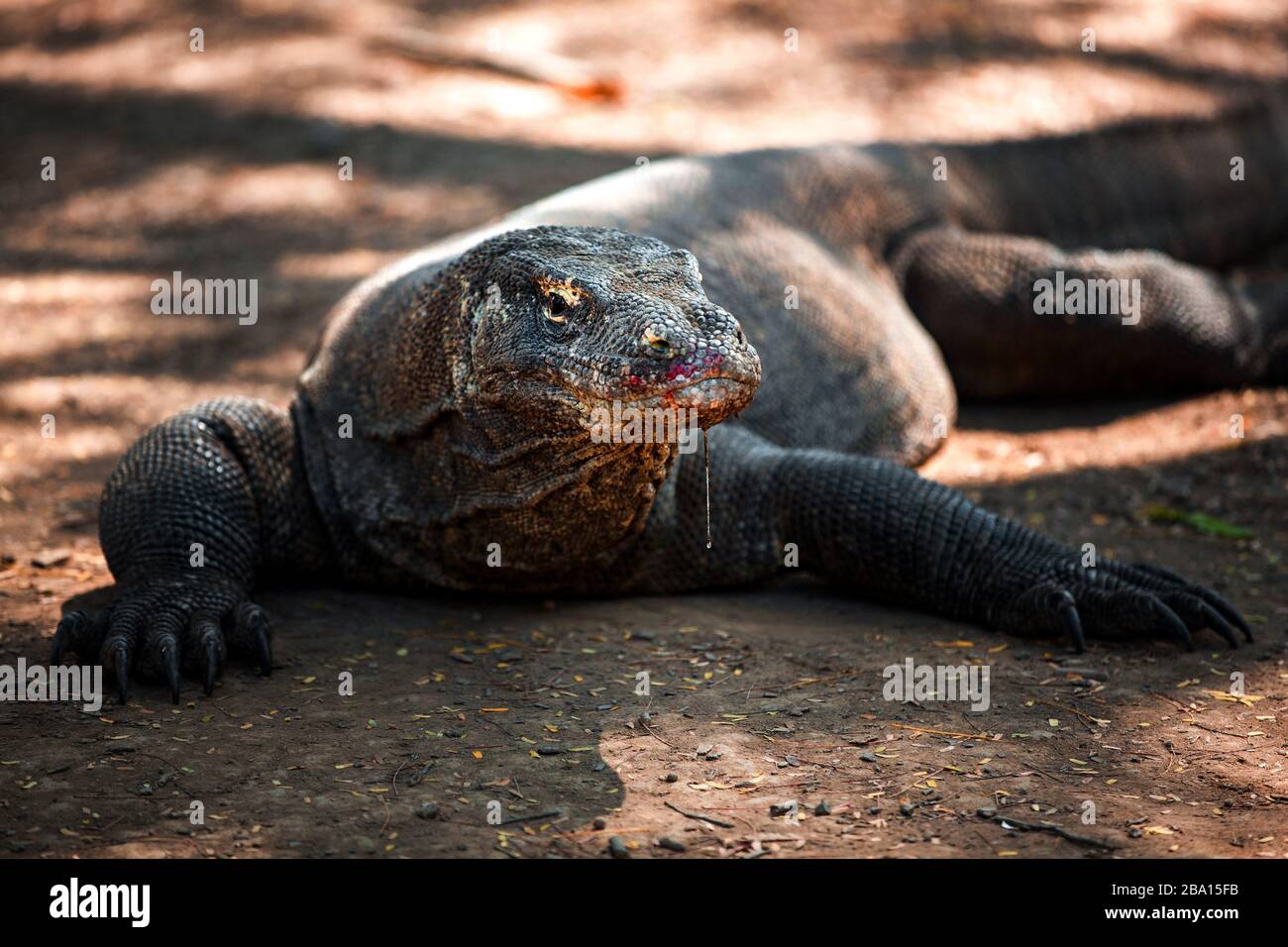 Blut tropft nach der Fütterung auf der Insel Komodo in Indonesien das Gesicht eines Komodo-Drachens hinunter Stockfoto