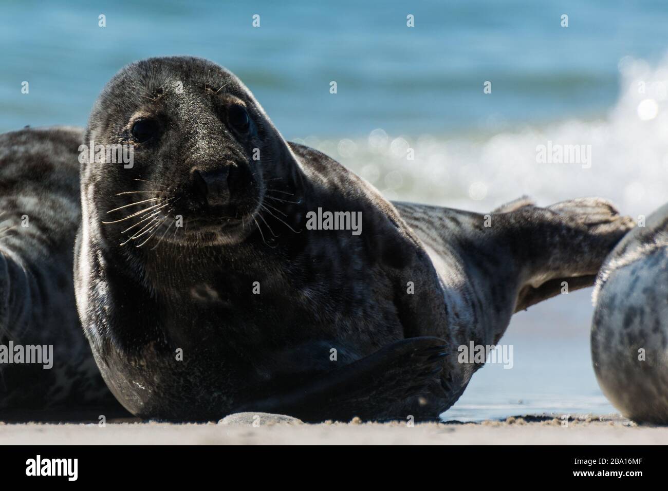 Graue Dichtung auf der vorgelagerten Insel Helgoland in der deutschen Nordsee Stockfoto