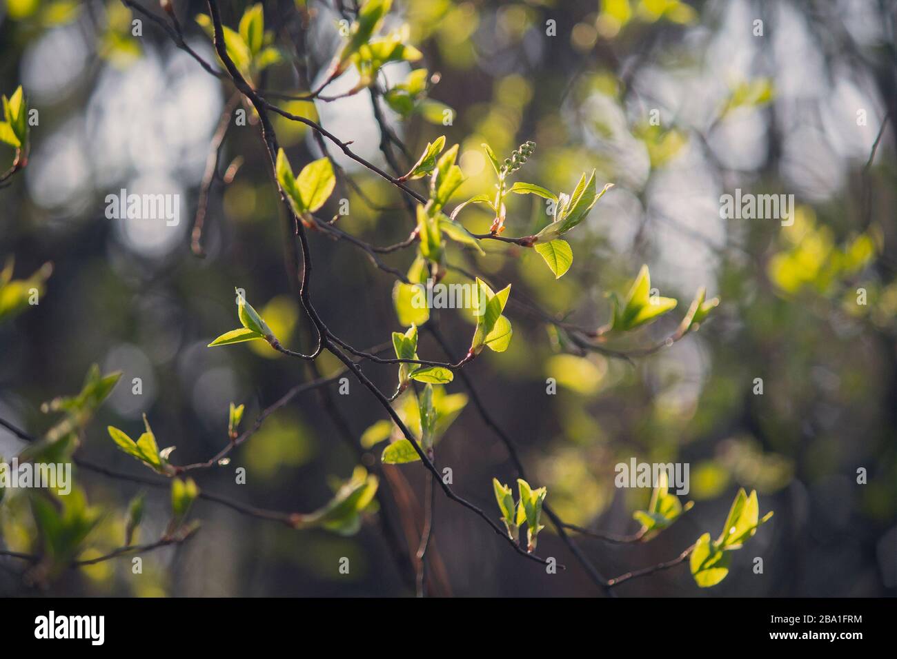 Grüne Blätter werden auf einem Ast im Park abgewiesen. Natur Stockfoto