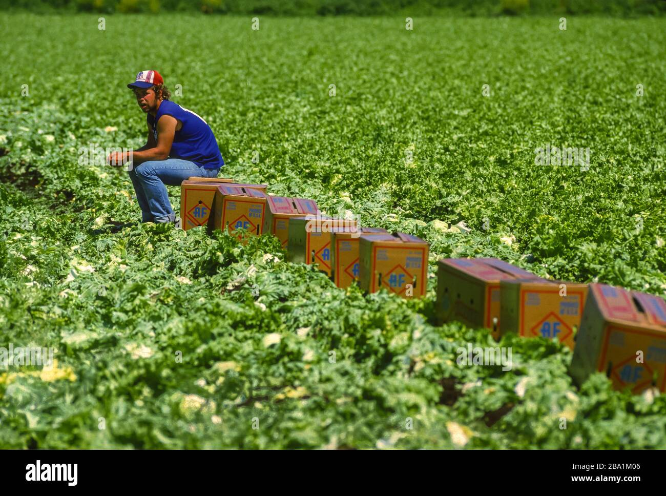 OSWEGO COUNTY, NEW YORK, USA, JULI 1985 - Migrant Farm Worker macht Pause während der Salaternte in Muck Fields. Stockfoto