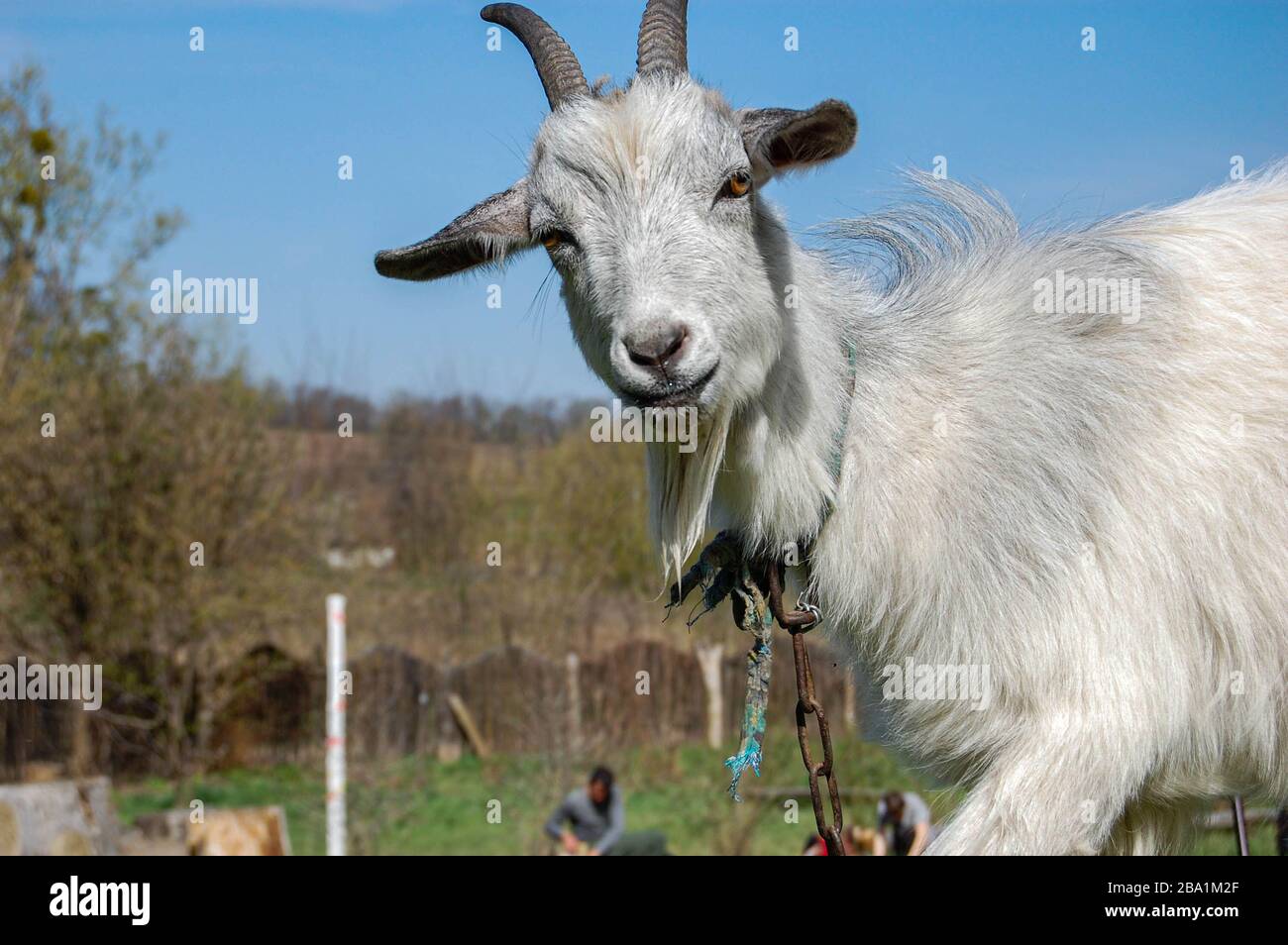 Lustige Ziege im Barnyard mit Blick auf die Kamera Stockfoto