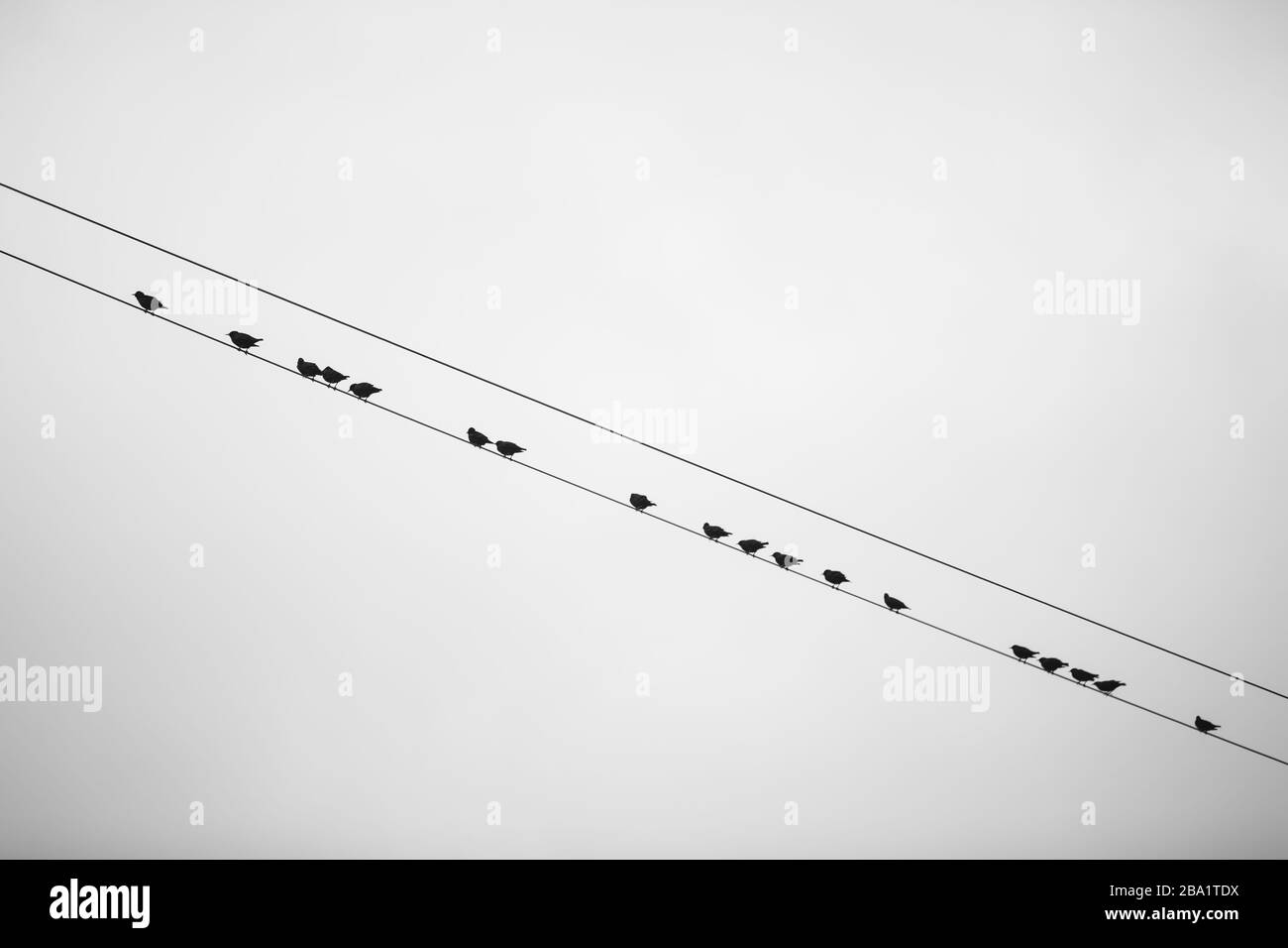 Kleine Sparrenscharen, die auf Linien von elektrischen Drähten stehen Stockfoto
