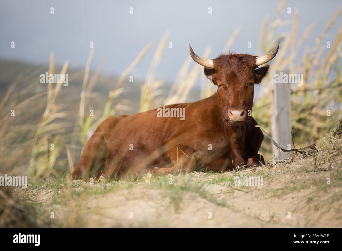 Ein braunes Corriente-Rind brütet mit zwei Hörnern, die auf einer Wiese sitzen Stockfoto