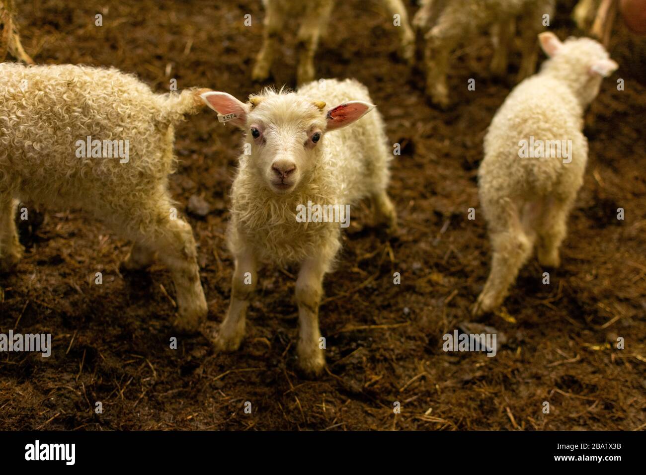 isländische Schafe Stockfoto