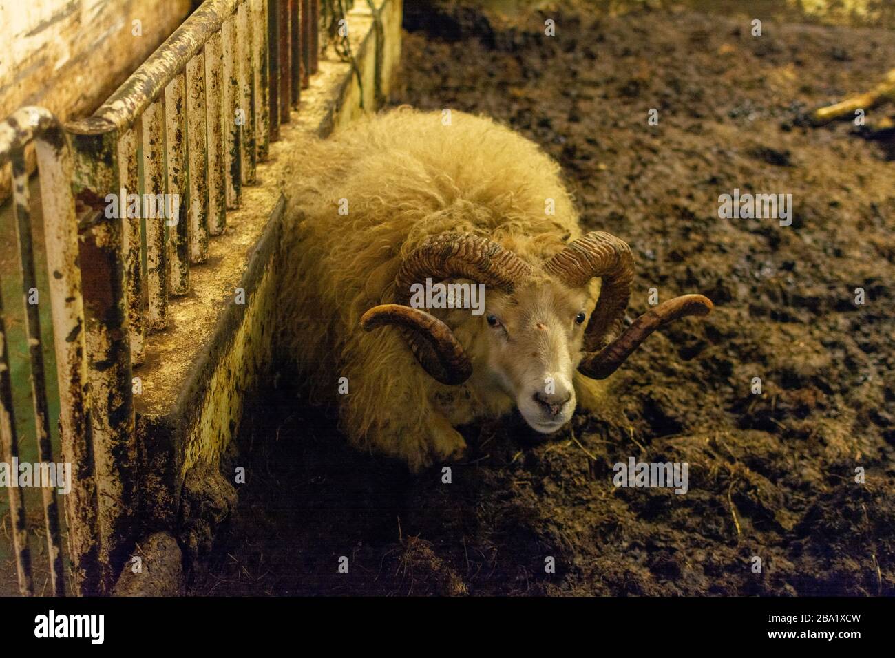 Isländische Schafe Stockfoto