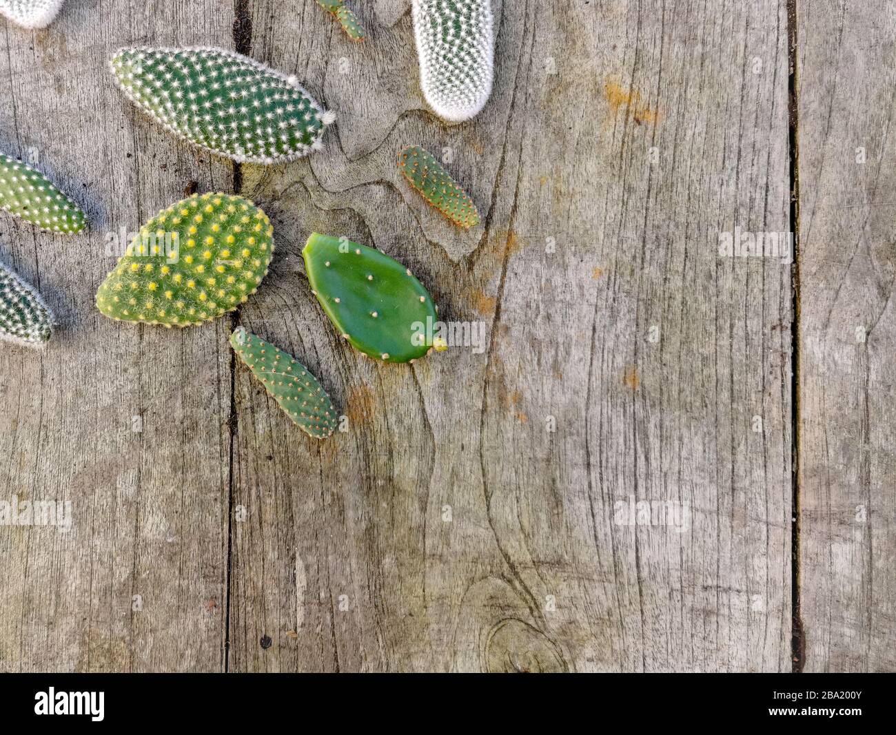 Kleine Pads der Kakteen-Opuntien-Microdasys, die im Allgemeinen als Branny-Ears-Kaktus bezeichnet werden, auf einem Holztisch Stockfoto
