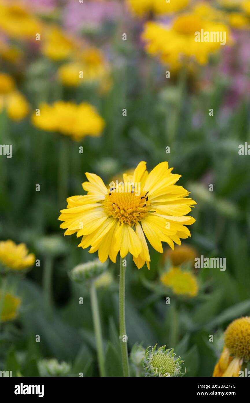 Gaillardia F1 Mesa gelbe Blumen. Stockfoto