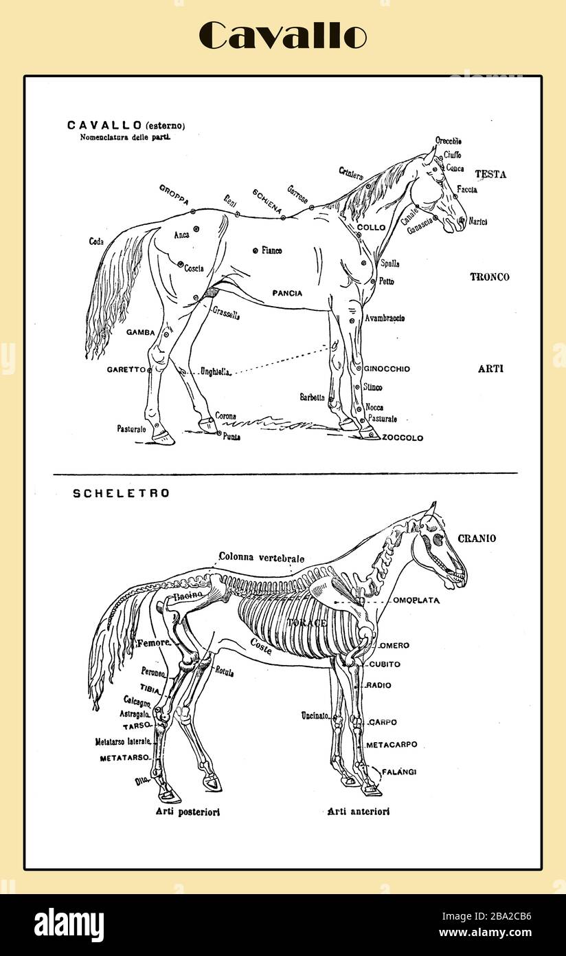 Pferdetabelle - illustrierte italienische Lexikontabelle mit Skelett- und anatomischen Beschreibungen Stockfoto