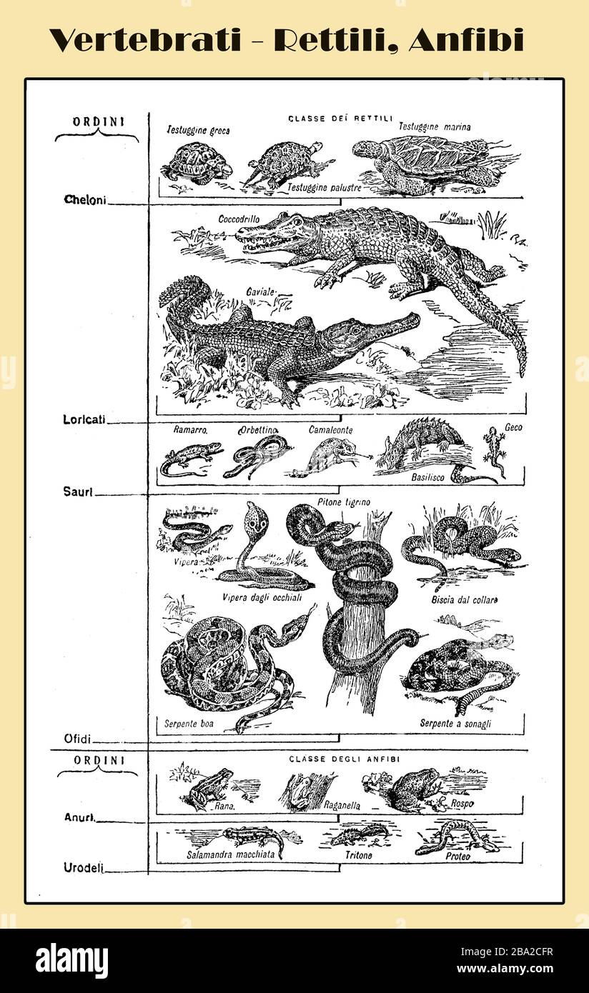Zoologie, alle Arten von Wirbeltierreptilien und Amphibien - Lexikon illustrierte Tabelle mit italienischen Namen und Beschreibungen Stockfoto