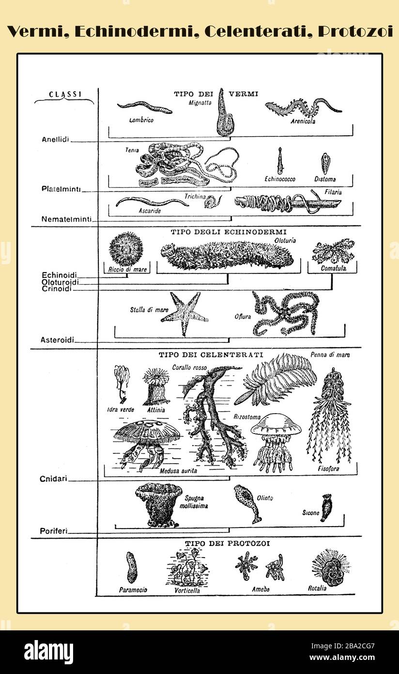 Zoologie, alle Arten von Würmern, Stachelhäutern, wirbellosen Meerestieren und einzelligen Organismen - Lexikon illustrierte Tabelle mit italienischen Namen und Beschreibungen Stockfoto