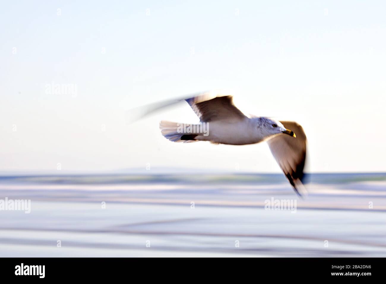 Möwen im Flug Stockfoto