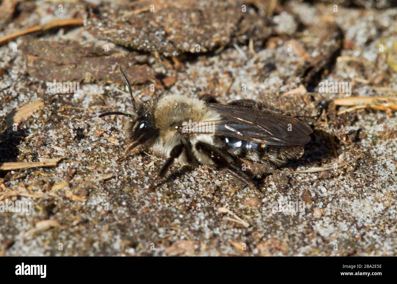Grau unterlegte Bergbaubiene der Frau Stockfoto
