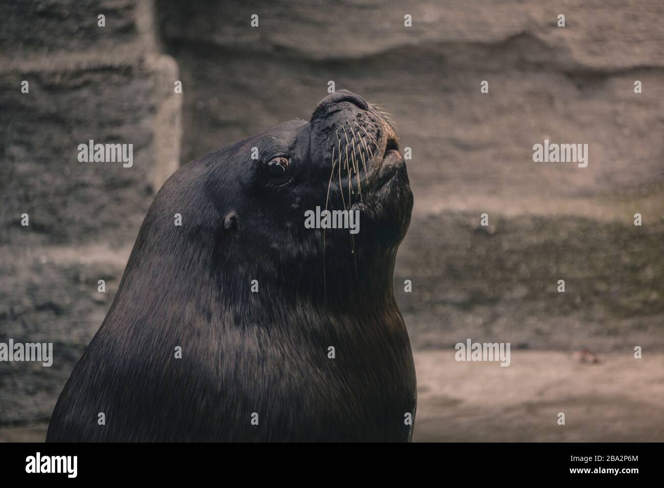 Seelöwen sind Pinnipeden, die sich durch äußere Ohrklappen, lange Vorderlipper, die Fähigkeit, auf allen Vieren zu gehen, kurze, dicke Haare und eine große Brust A auszeichnen Stockfoto