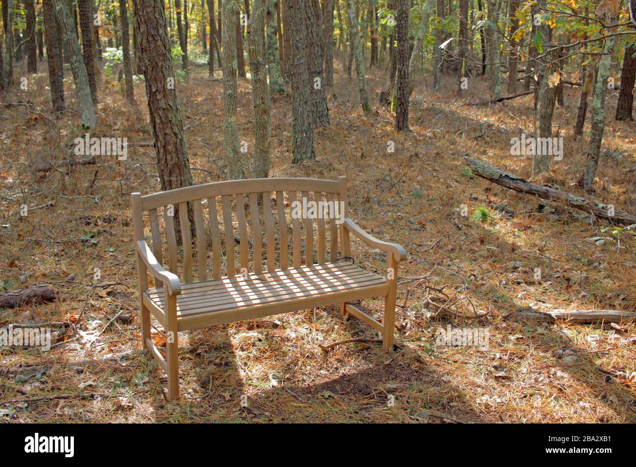 Holzbank, West Chop Woods, Martha's Vineyard, Massachusetts, USA Stockfoto