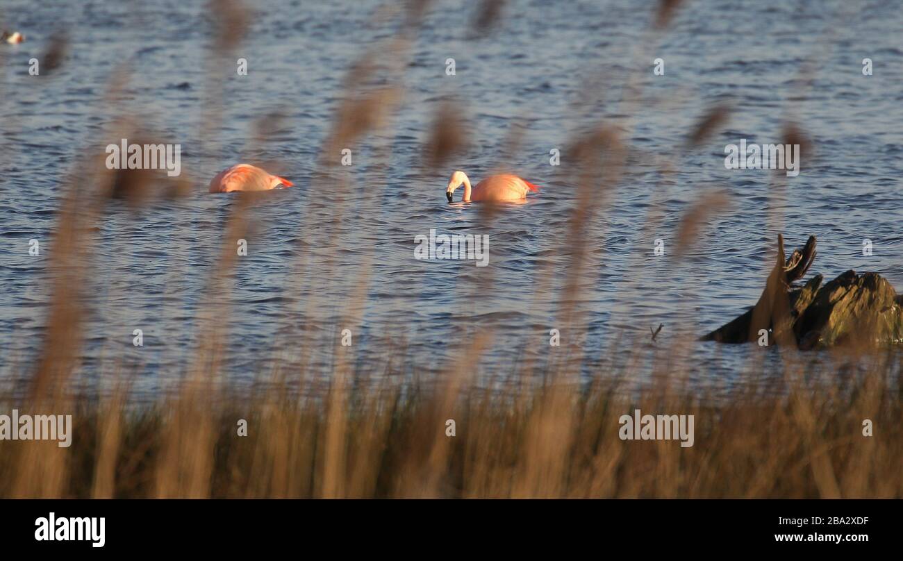 Vrden, Deutschland. März 2020. firo: 25.03.2020 Wildlife, General, die Flamingos sind aus ihren niederländischen Winterquartieren in das Zwillbrocker Venn zurückgekehrt. Bis zu 40 Flamingos, Flamingo, halten sich seit vergangener Woche im Zwillbrocker Venn bei Vreden, NRW auf. Weltweite Nutzung Credit: Dpa / Alamy Live News Stockfoto