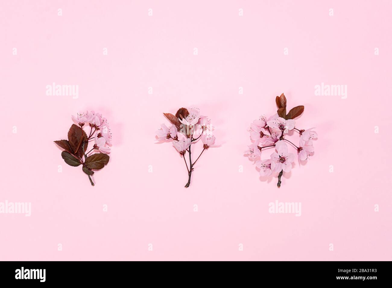 Muster aus rosafarbenem Kirschblüten-Sakura auf pinkfarbenem Hintergrund. Federkonzept. Stockfoto