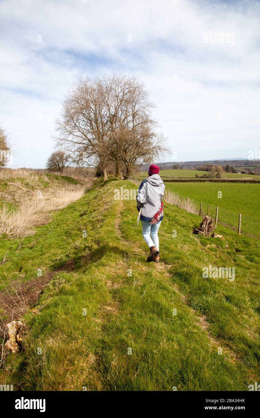 Frau, die auf einem privaten Abschnitt von Offas Dyke auf privaten Ackerflächen unterwegs ist, die nicht Teil der offiziellen Fernverkehrsroute von Chirk Wales sind Stockfoto