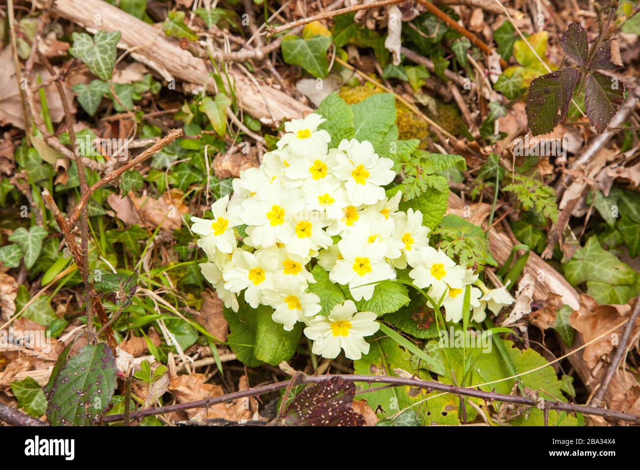 Einheimische Primeln Primula vulgaris wächst im Frühling in der britischen Landschaft wild Stockfoto