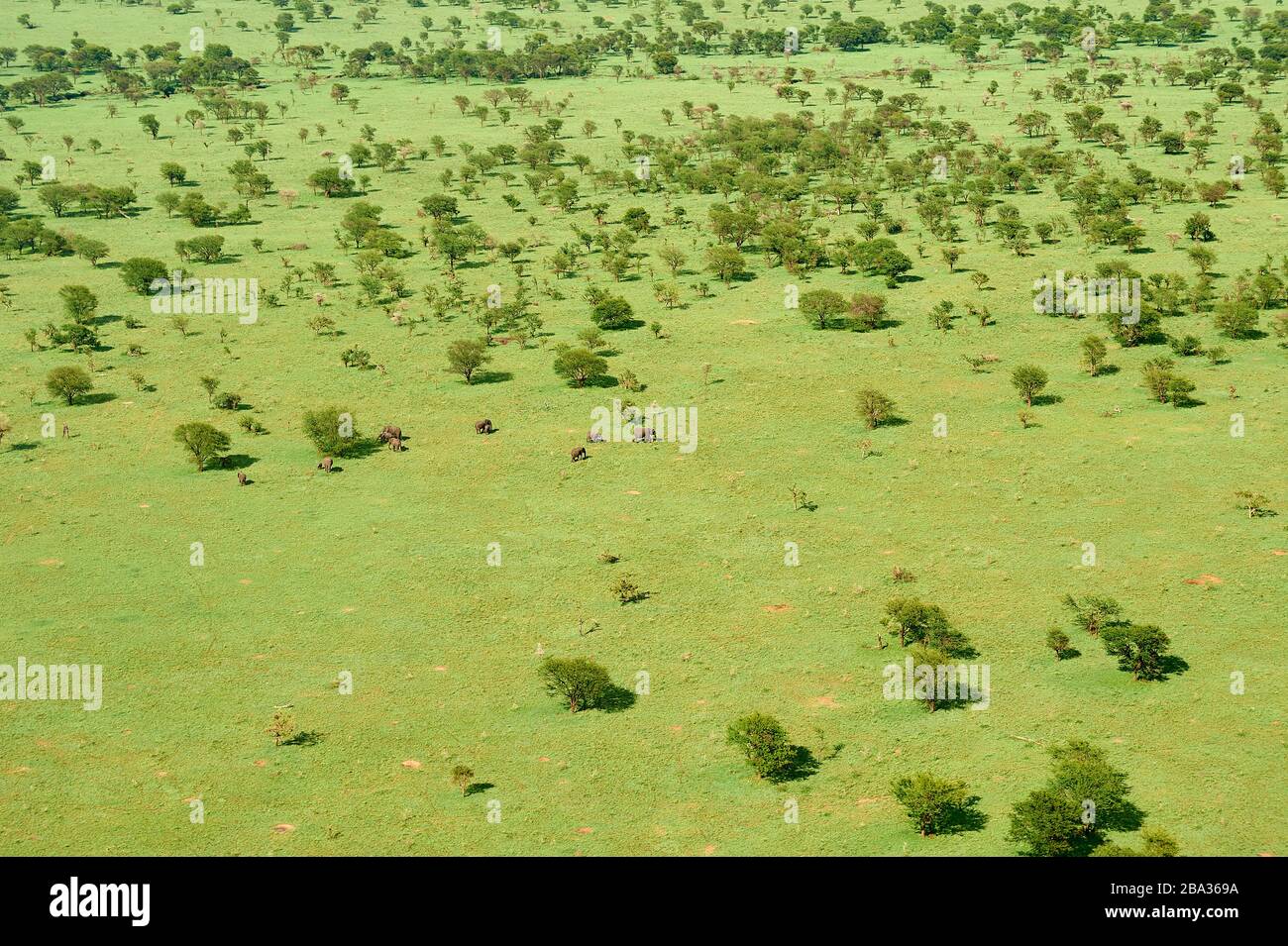 Eine Gruppe von Elefanten, die die üppigen Ebenen von Serengeti durchstreifen (Luftbild) Stockfoto