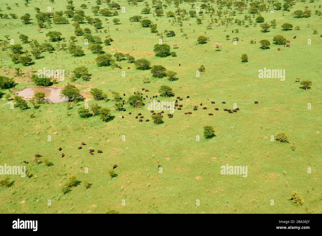 Eine Herde von Büffeln, die in der Nähe eines Wasserlochs auf den üppigen Ebenen von Serengeti grasen (Luftaufnahme) Stockfoto