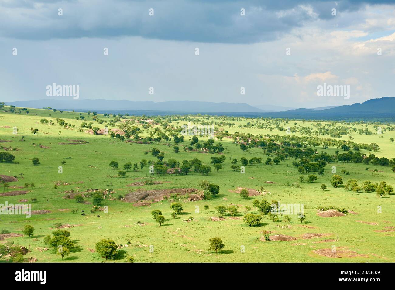 Serengeti-Ebenen nach den Regenfällen (Luftbild) Stockfoto