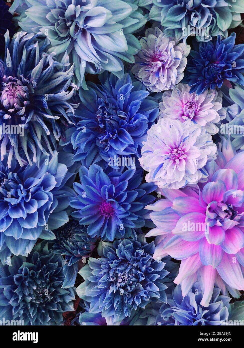 Bunte blaue, weiße und violette Dahlienblüten in voller Blüte. Stockfoto