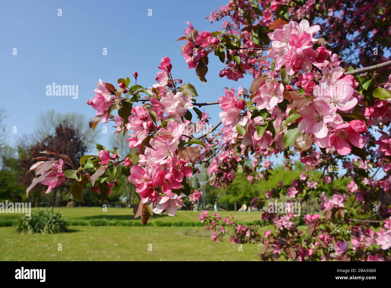 Blut-Kirschbaum schließt Ast in einem Park Stockfoto