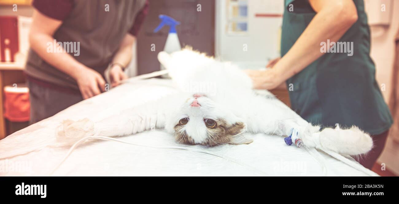 Vorbereitung der Katze auf die Operation in der Tierklinik Stockfoto