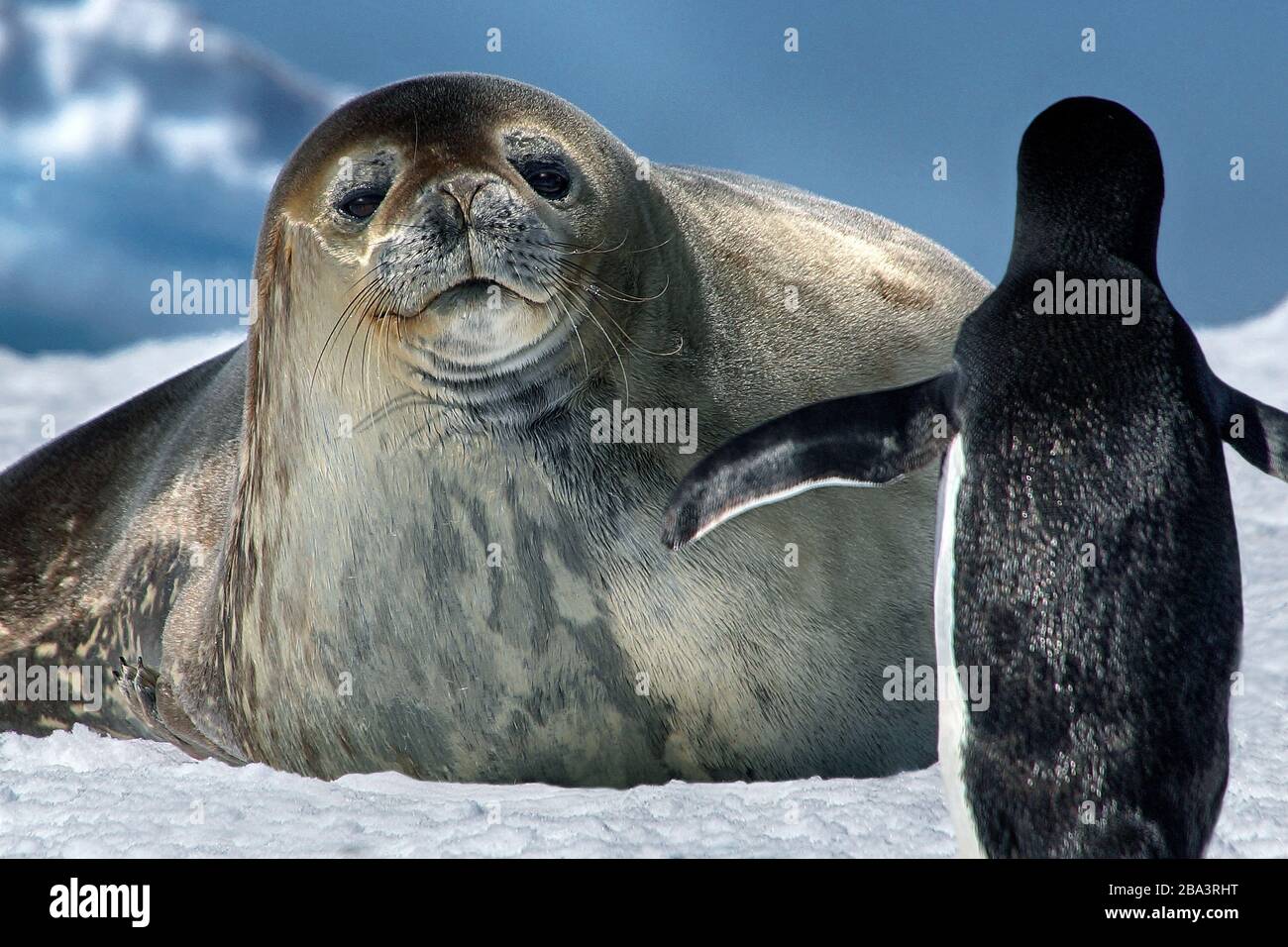 Suedamerika, Antarktis, Cierva Cove, Robbe und Adelie Pinguine im Eis, Eisberg im Hintergrund, (Pygoscelis adeliae), Stockfoto