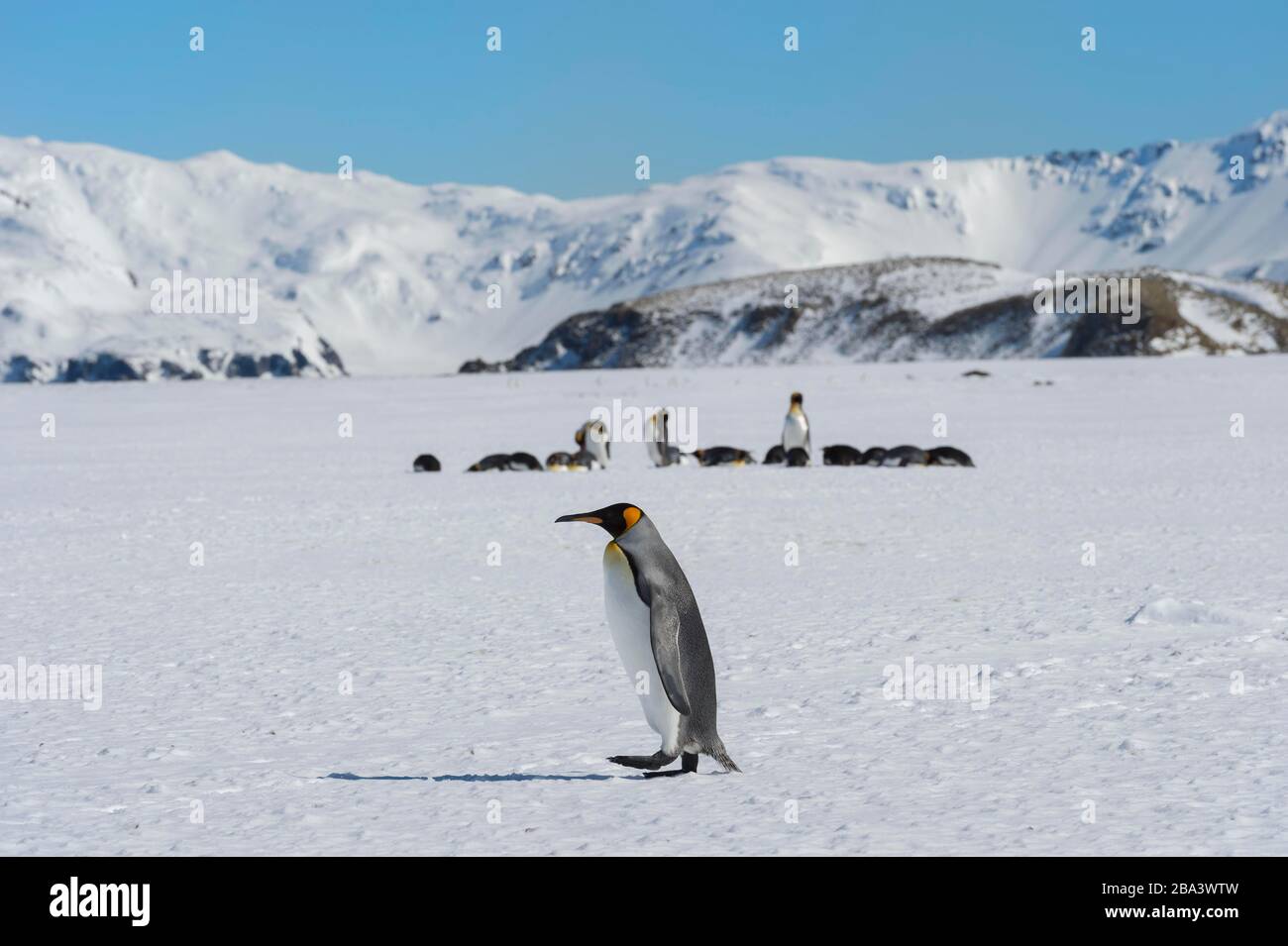 King Penguin (Aptenodytes patagonicus) auf schneebedeckter Salisbury Plain, Südgeorgien-Insel, Antarktis Stockfoto