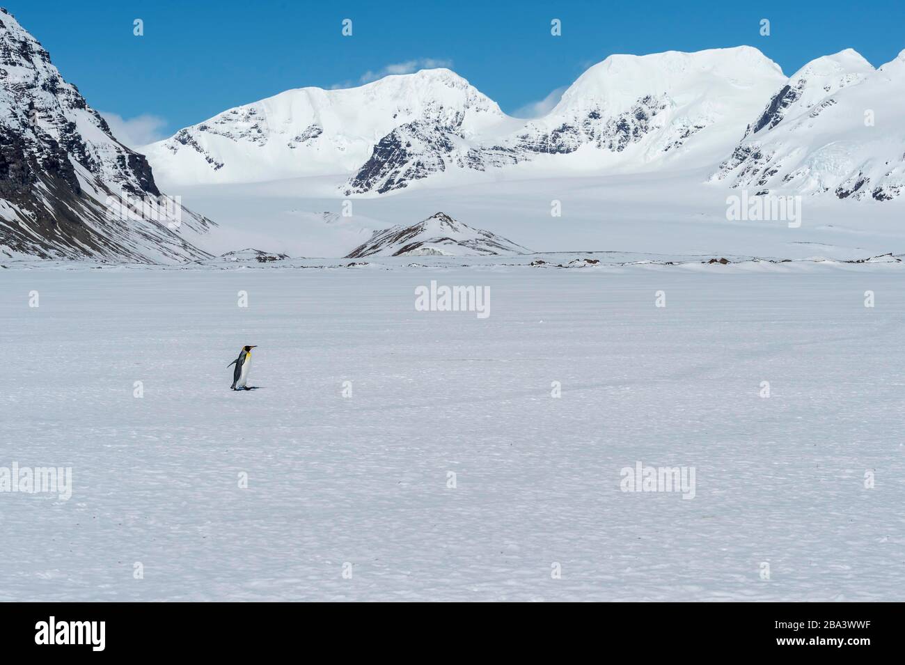 Einsame King Penguin (Aptenodytes patagonicus), die auf der schneebedeckten Salisbury Plain, South Georgia Island, Antarktis, spazieren gehen Stockfoto