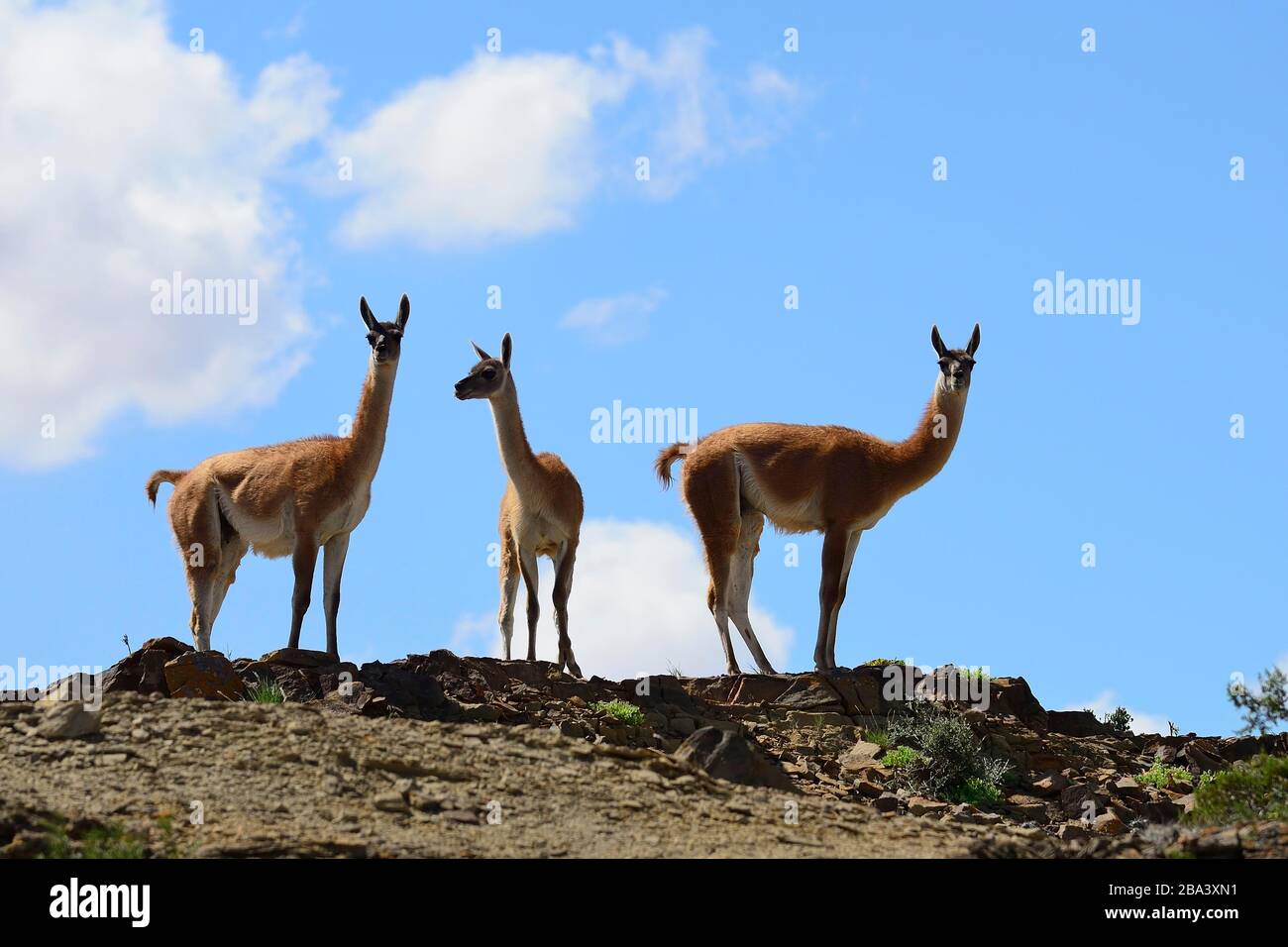 Drei Guanacos (Llama guanicoe) halten Ausschau, Ischigualasto Naturreservat, Provinz San Juan, Argentinien Stockfoto