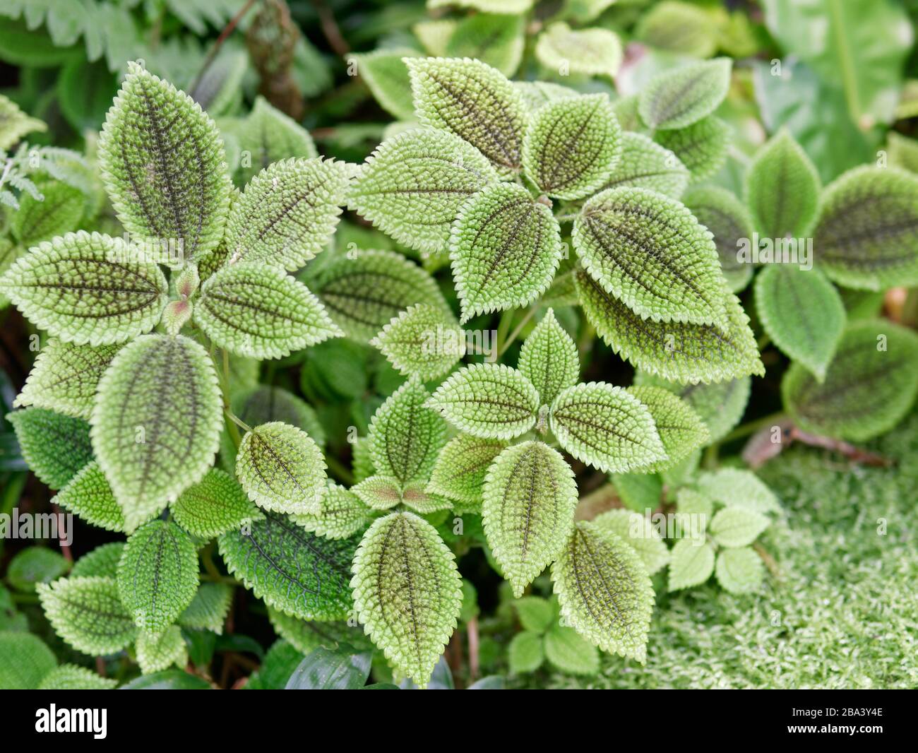 Pilea mollis ist eine Pflanzenart aus der Gattung der blühenden Pflanze in der Familie Urticaceae. Es ist als Zierpflanze, insbesondere die Sorte 'Moon Valley' verwendet. Stockfoto