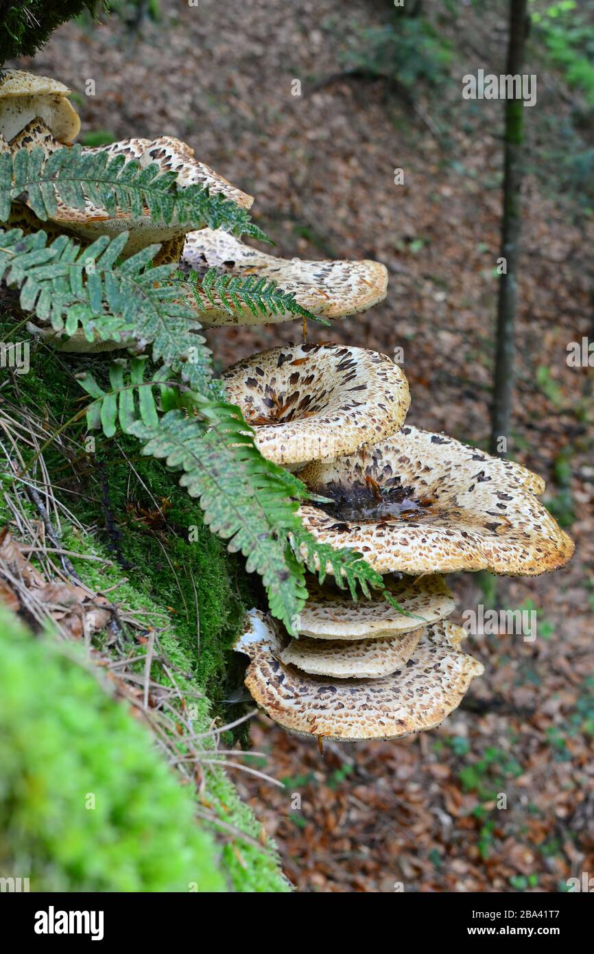 Polyporus squamosus oder Pheasant's Rückenpilz, oder Dryads Sattelpilz, Farn und Moos auf altem buchen, Seitenansicht Stockfoto