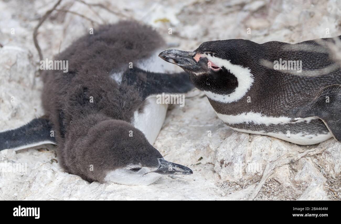 Ein weiblicher Magellanischer Pinguin ' Spheniscus magellanikus ' wacht über junges Küken in Argentinien. Stockfoto
