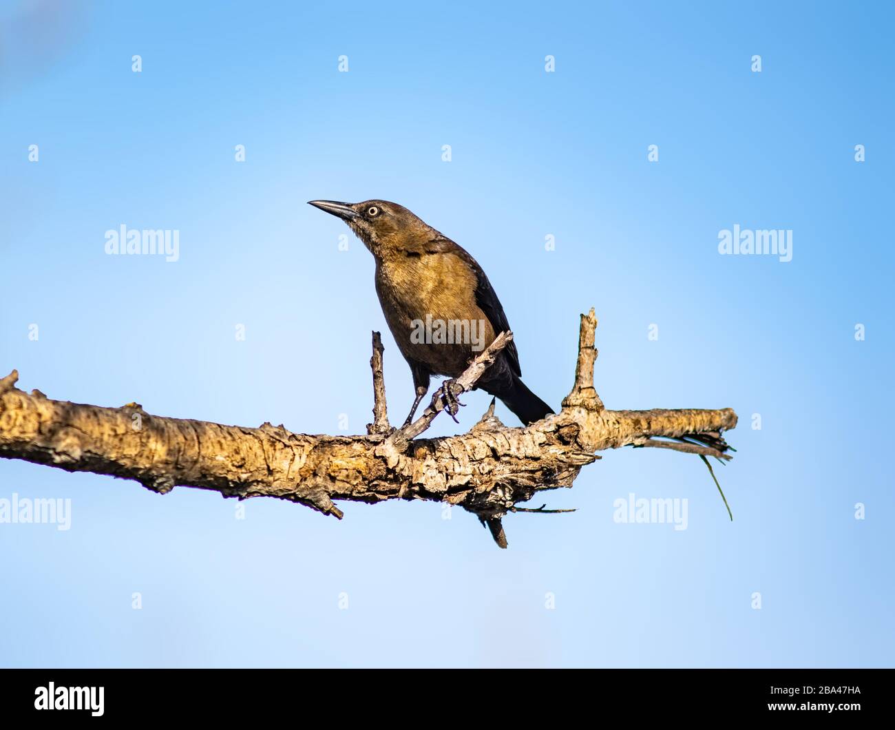 Boot-tailed Grackle (Quiscalus Major) thront auf einem Zweigbaum im Sepulveda Wildlife Sanctuary CA USA Stockfoto