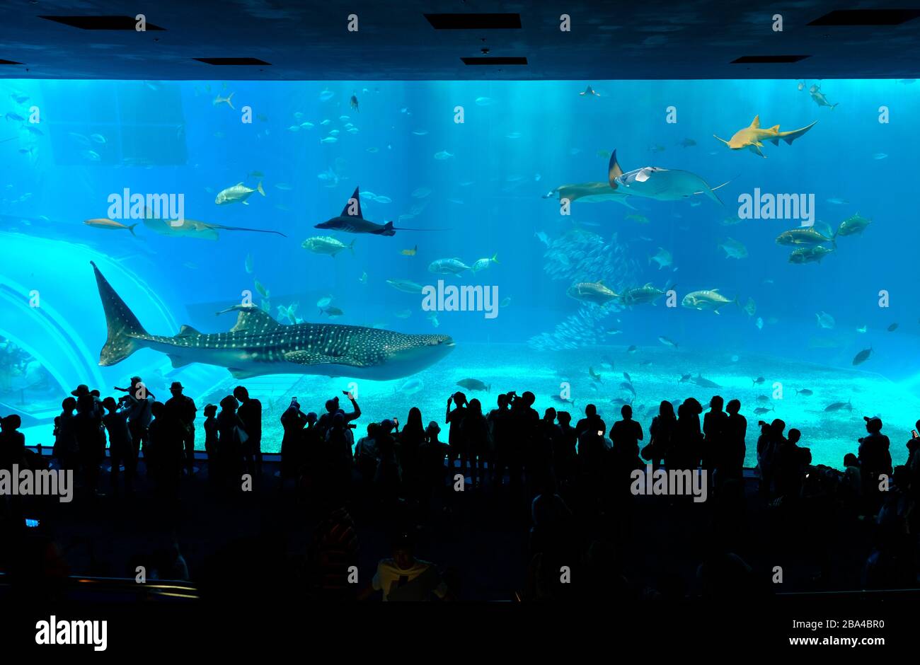 Okinawa Japan - Okinawa Churaumi Aquarium Stockfoto
