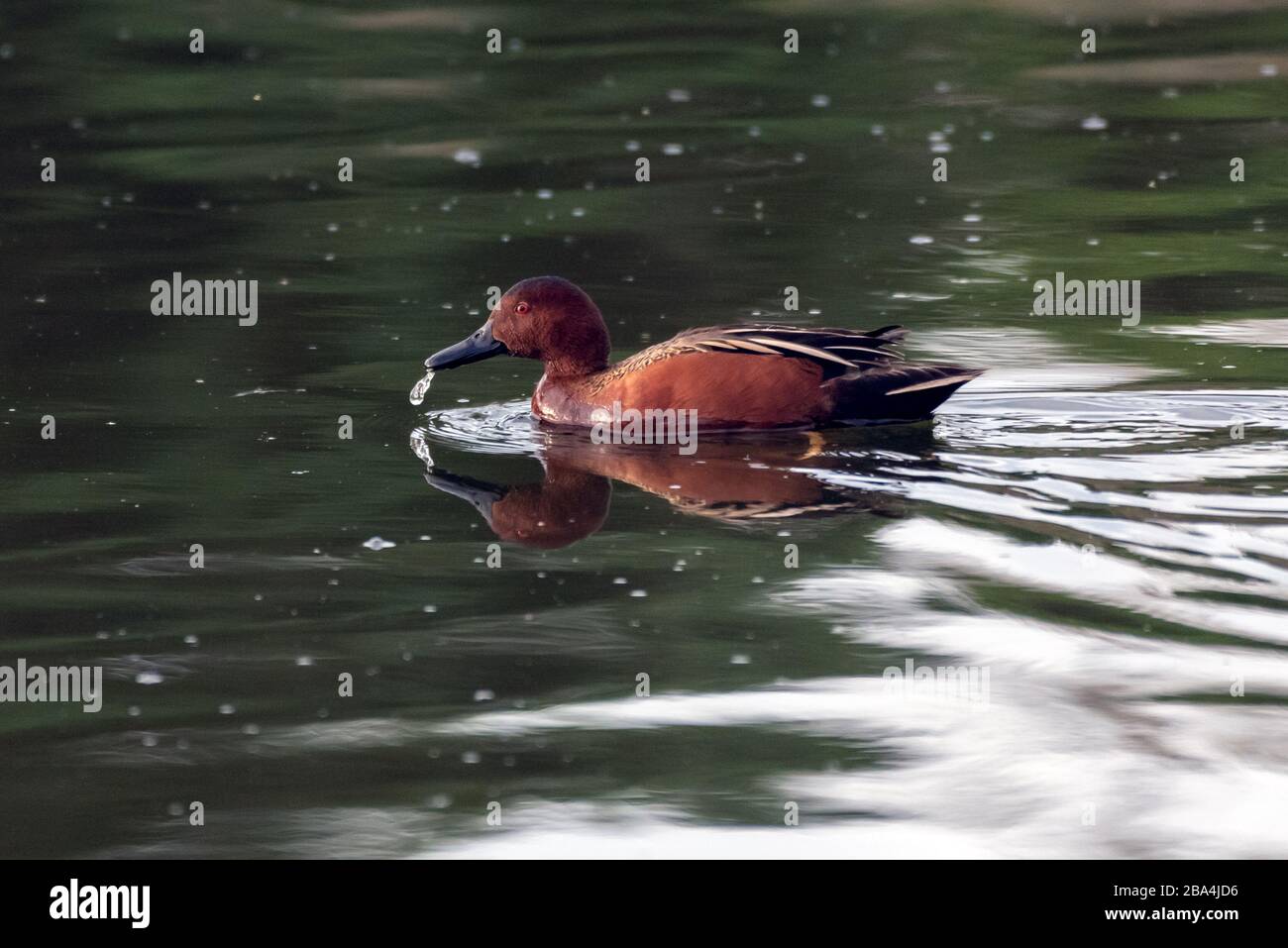 Zimt-Teelente, die über das Teichwasser blickt und in der Wasseroberfläche reflektiert wird. Stockfoto