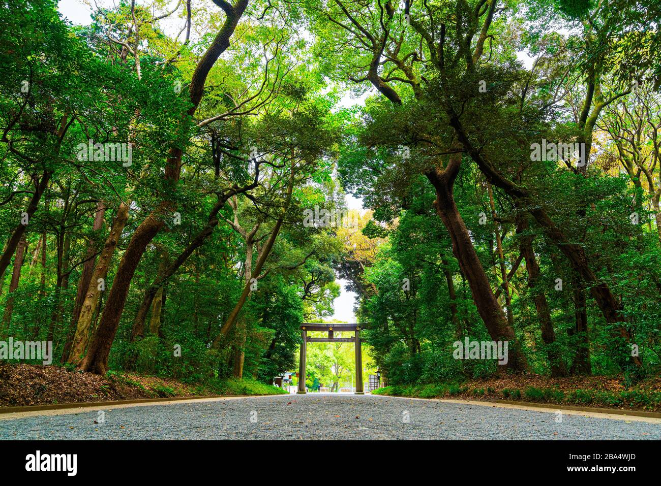 Die von einem Gingko-Baum gesäumte Allee führt zum Torii, Schreinstor von Meiji Jingu, Tokoyo, Japan. Stockfoto
