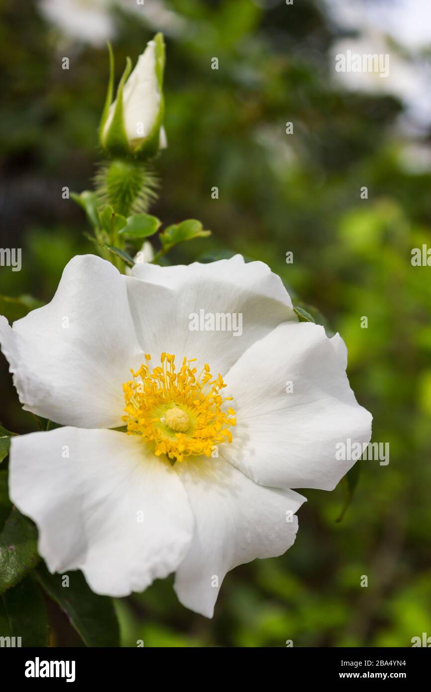 Cherokee Rose die Staatsblume von Georgia USA. Stockfoto