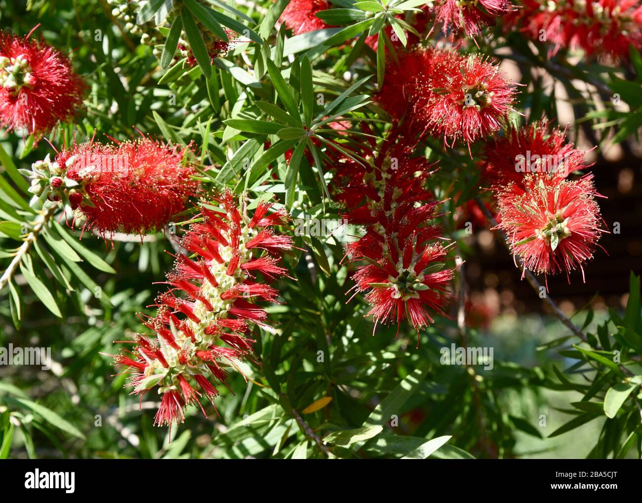 Scharlachrote Flaschenbürste blüht im Frühjahr. Stockfoto