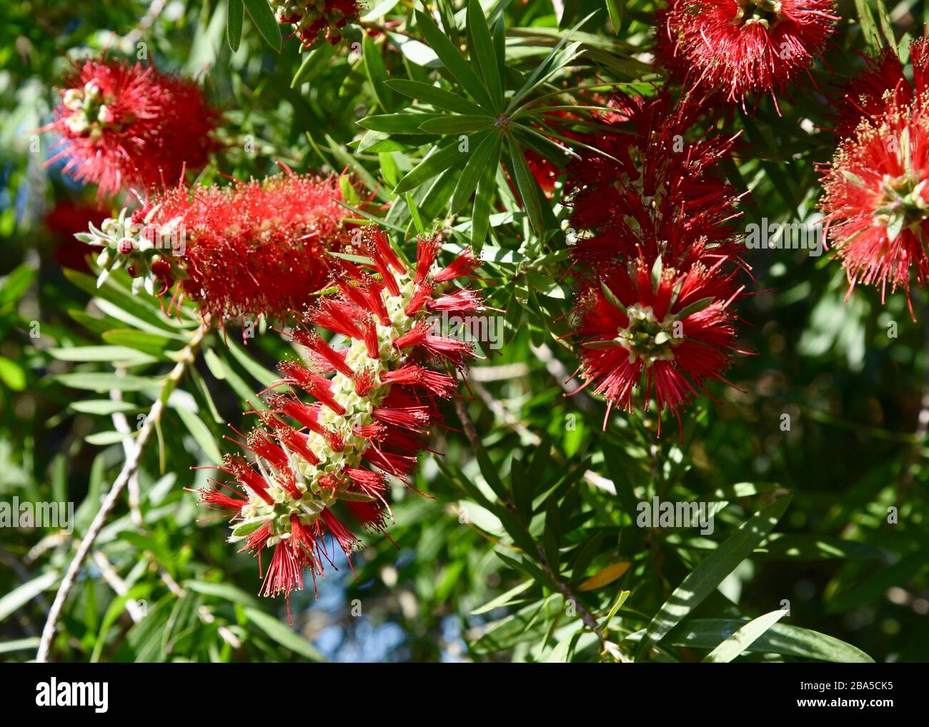 Scharlachrote Flaschenbürste blüht im Frühjahr. Stockfoto