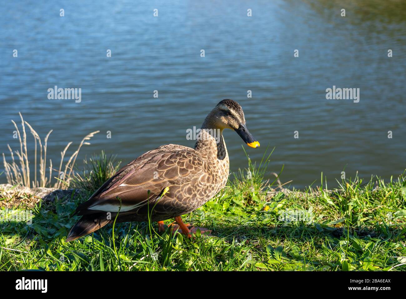 Wilde Ente, die sich an sonnigen Tagen auf dem Flussufer ausruhen Stockfoto