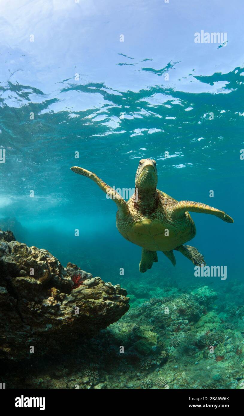 Grüne Schildkröte bei Makena, Maui, Hawaii. Stockfoto