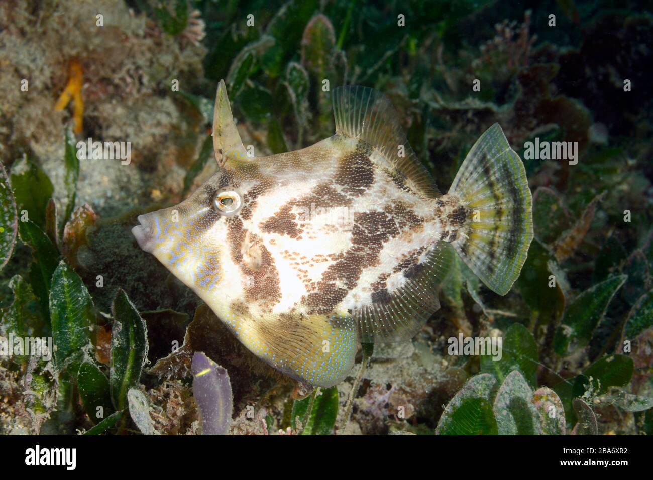 Fan-Bellied Leatherjacket, auch bekannt als Fantail Leatherjacket, Monacanthus chinensis. Nelson Bay, Port Stephens. Australien. Stockfoto