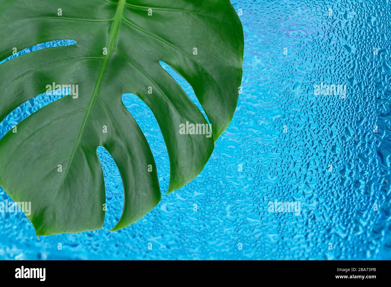 Tropisches Monstera-Blatt vor dem Hintergrund eines Stapels von Wassertropfen.Kopieren Sie den Weltraum. Stockfoto