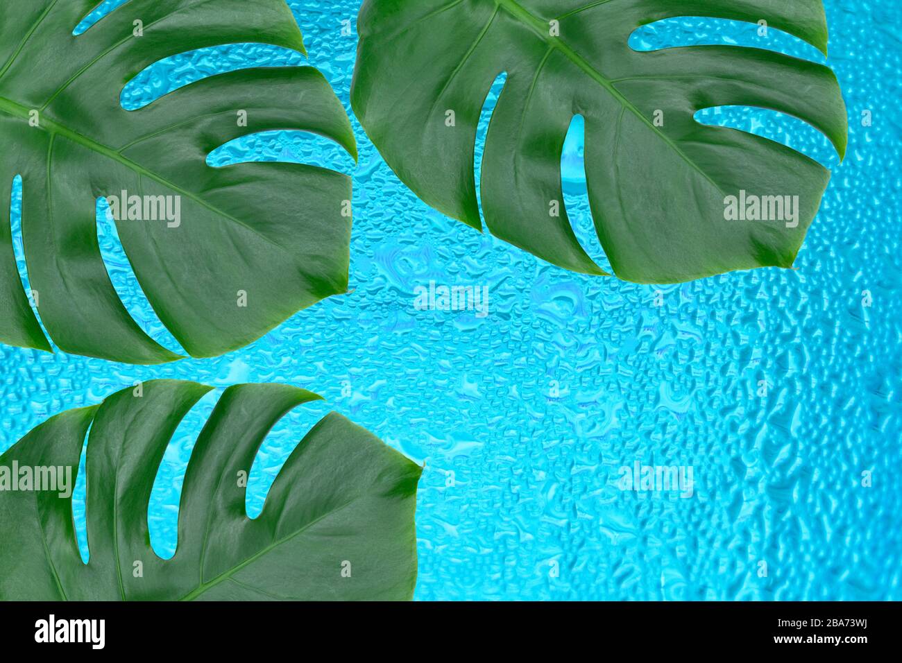 Drei Blätter des tropischen Monstera auf dem Hintergrund eines Stapels von Wassertropfen.Kopieren Sie den Weltraum. Stockfoto